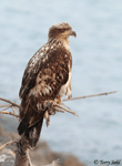 Bald Eagle 34 - Haliaeetus leucocephalus