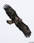 Bald Eagle 38 - Haliaeetus leucocephalus