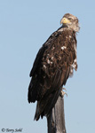 Bald Eagle 4 - Haliaeetus leucocephalus