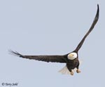 Bald Eagle 8 - Haliaeetus leucocephalus