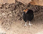 California Condor 1 - Buteo platypterus