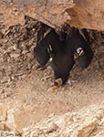 California Condor 1 - Buteo platypterus