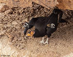 California Condor 1 - Buteo platypterus