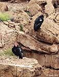 California Condor 1 - Buteo platypterus