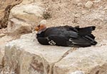 California Condor 1 - Buteo platypterus