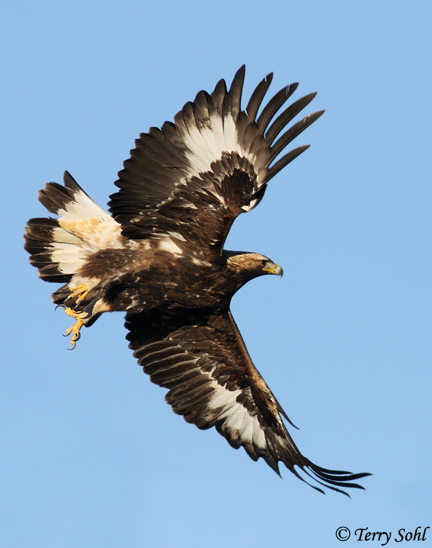 Photo of Golden Eagle - Aquila chrysaetos