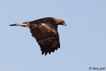 Golden Eagle 3 - Aquila chrysaetos