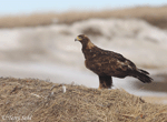 Golden Eagle 5 - Aquila chrysaetos