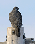 Gyrfalcon 13 - Falco rusticolus