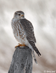 Merlin 11 - Falco columbarius