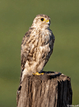 Merlin 13 - Falco columbarius