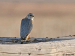 Merlin 5 - Falco columbarius