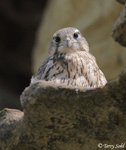 Prairie Falcon 11 - Falco mexicanus