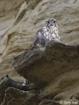Prairie Falcon 12 - Falco mexicanus