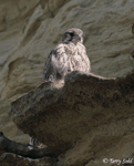 Prairie Falcon 15 - Falco mexicanus