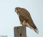 Prairie Falcon - Falco mexicanus