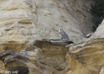 Prairie Falcon 22 - Falco mexicanus