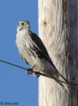 Prairie Falcon 24 - Falco mexicanus