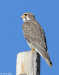 Prairie Falcon 26 - Falco mexicanus