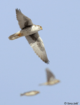 Prairie Falcon 28 - Falco mexicanus