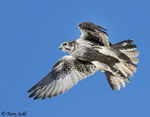 Prairie Falcon - Falco mexicanus