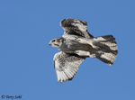 Prairie Falcon 3 - Falco mexicanus