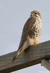Prairie Falcon 4 - Falco mexicanus
