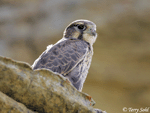 Prairie Falcon 5 - Falco mexicanus