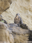 Prairie Falcon 6 - Falco mexicanus
