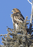 Red-tailed Hawk 28 - Buteo jamaicensis