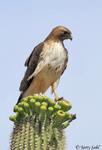 Red-tailed Hawk 29 - Buteo jamaicensis