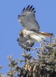 Red-tailed Hawk 36 - Buteo jamaicensis