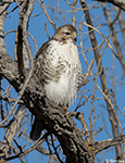 Red-tailed Hawk 37 - Buteo jamaicensis