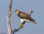 Red-tailed Hawk 3 - Buteo jamaicensis