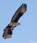 Rough-legged Hawk 11 - Buteo lagopus