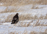 Rough-legged Hawk 14 - Buteo lagopus