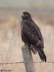 Rough-legged Hawk 20 - Buteo lagopus
