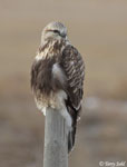 Rough-legged Hawk 22 - Buteo lagopus