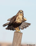 Rough-legged Hawk 26 - Buteo lagopus