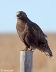 Rough-legged Hawk 28 - Buteo lagopus
