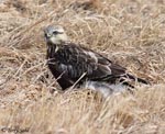 Rough-legged Hawk 30 - Buteo lagopus