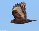 Rough-legged Hawk - Buteo lagopus