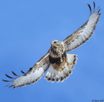 Rough-legged Hawk 33 - Buteo lagopus