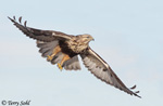 Rough-legged Hawk 3 - Buteo lagopus