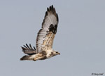 Rough-legged Hawk 8 - Buteo lagopus