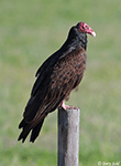 Turkey Vulture 11 - Cathartes aura