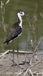 Black-necked Stilt 10 - Himantopus mexicanus