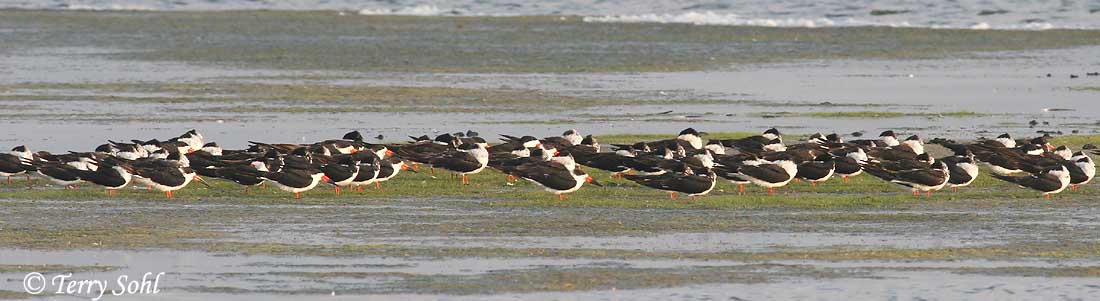 Black Skimmer - Rynchops niger