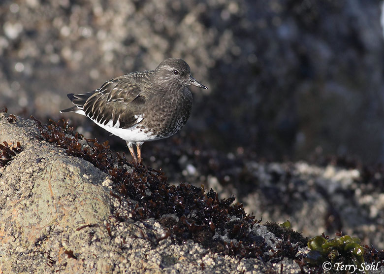 Black Turnstone - Arenaria melanocephala