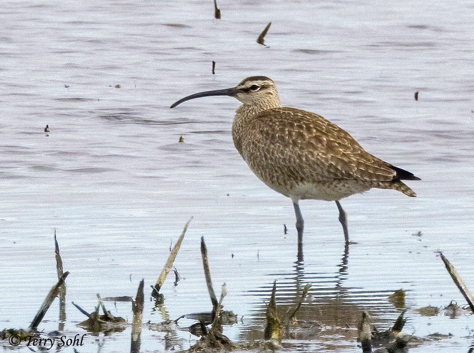 Hudsonian Whimbrel - Numenius hudsonicus